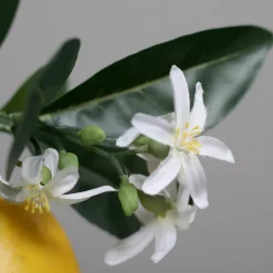 Dekofiguren Tiere & Pflanzen|Deko-Objekt Zitronen-Arrangement 60 cm