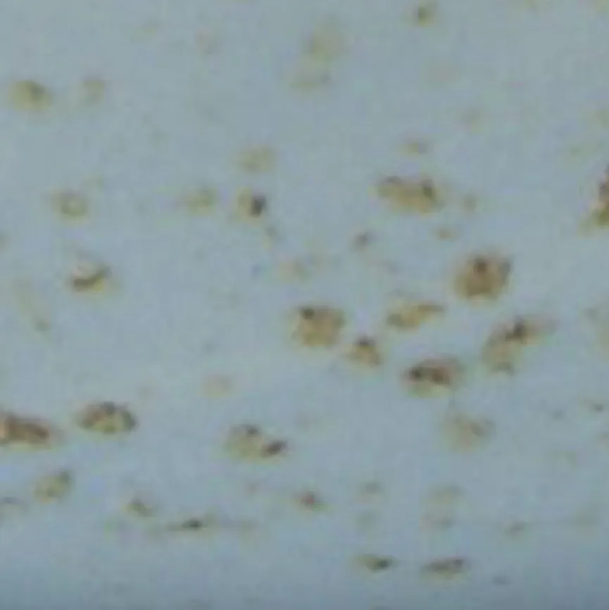 CreaTable Dipschale Nature Collection 180 ml