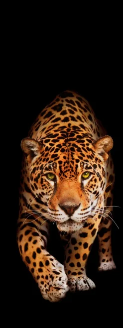 Hot Glasbild 30 x 80 cm Panther II Bilder Ohne Rahmen|Bilder Nach Themen