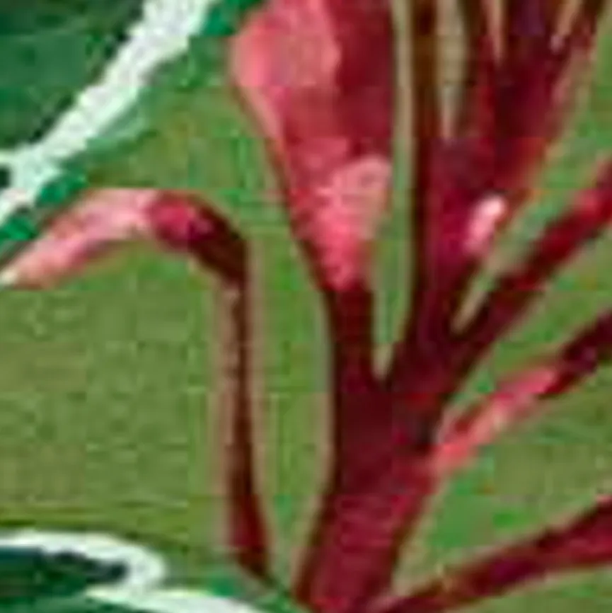 New Hochlehner-Auflage Cala Green Gartenstuhl-Auflagen