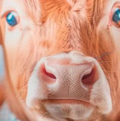 MAGMA Dekokissen|Dekokissen & -Bezüge|Kissen Liesel 30 x 50 cm