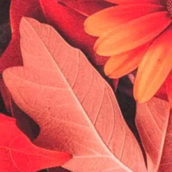 Best Kissenbezug Fleurs 45 x 45 cm Dekokissen & -Bezüge|Sitzkissen & Dekokissen