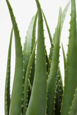 KARE DESIGN Kunstpflanze Aloe 60724