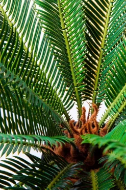 KARE DESIGN Kunstpflanze Cycas Tree 61200