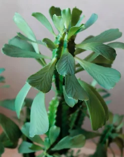 Kunstpflanze Euphorbia 88 cm