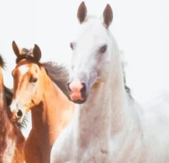 Kinder ELOBRA kids Kinderlampen|Kinderlampen|LED-Kinderlampe Pferde