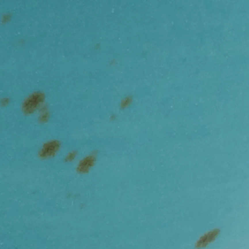 CreaTable Schale Buddha Bowl