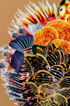 KARE DESIGN Bilder Mit Rahmen|Bilder Nach Themen|Wandbild 120 x 120 cm Flower Hair 55422