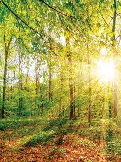 Best Wandbild 60 x 80 cm Green Emotions Bilder Nach Themen