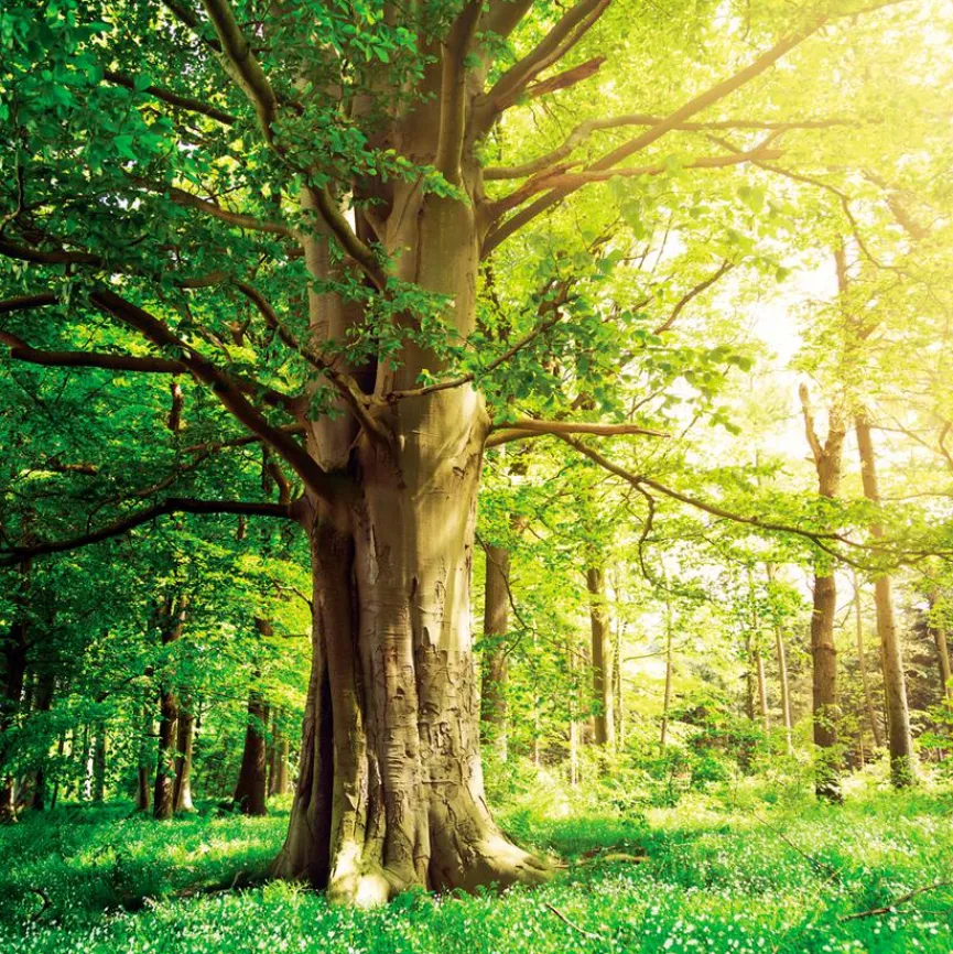 Online Wandbild 30 x 30 cm Green trees II Bilder Nach Themen