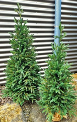 Online Weihnachtsbaum Zwergfichte 90 cm Für Den Weihnachtsbaum