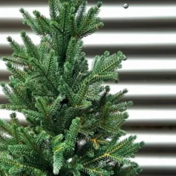 Online Weihnachtsbaum Zwergfichte 90 cm Für Den Weihnachtsbaum
