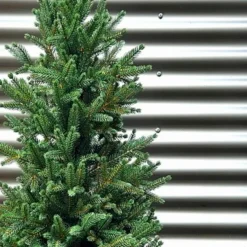Hot Weihnachtsbaum Zwergfichte 120 cm Für Den Weihnachtsbaum